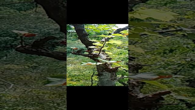VID_20240909_111001.mp4 смотреть онлайн