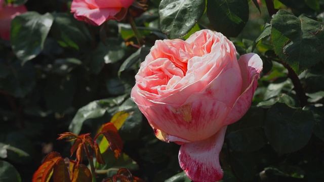 Matthias Meilland presents rose Mademoiselle Meilland®️/ Sweet Mademoiselle™️MEInostair смотреть онлайн