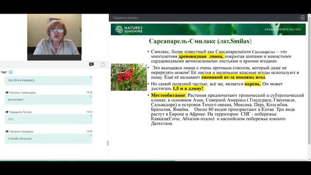 Ладанное дерево. Босвелия NSP