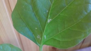 Серебристые пятна на листьях баклажана, томатов, перца ? ТРИПС - вредитель баклажана