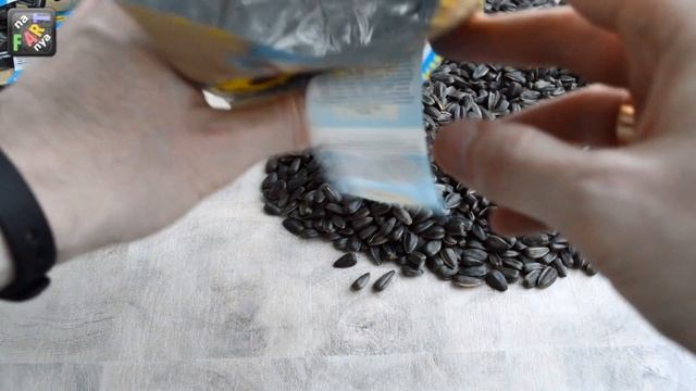 Акционные семечки Сан Саныч акция. Деньги внутри! Сансаныч распаковка