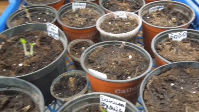 Как перезимовала часть метельчатых гортензий. Розы меня не дождались смотреть онлайн