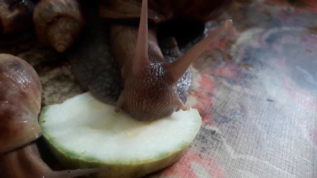 Улитосы кушают на обед вкусные кабачки смотреть онлайн