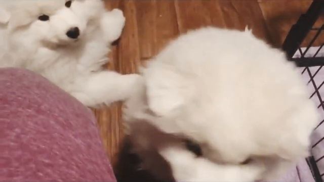 Cuddly little Thumbelina - samoyed puppy 9 weeks old смотреть онлайн