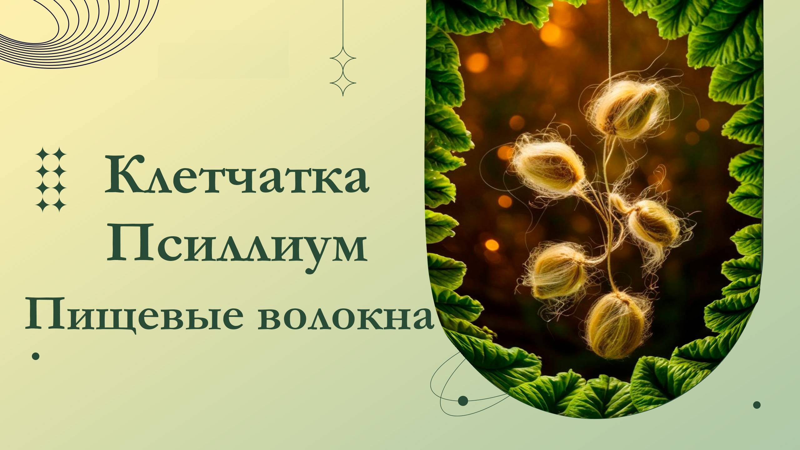 Получаете ли вы достаточно клетчатки? Здоровое пищеварение. Пищевые волокна. Источники клетчатки