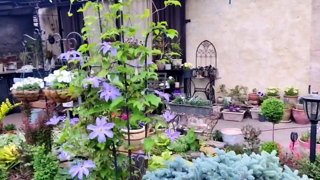 Клематис Президент, Clematis The President. 31.05.2022 смотреть онлайн