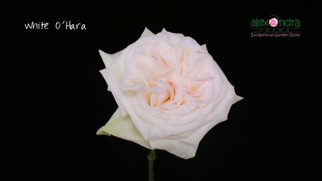 White O'Hara Garden Rose Timelapse смотреть онлайн