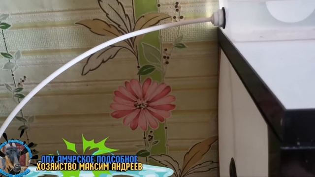 Вылупление цыплят доминантов. Ньюанс инкубатора OVO. смотреть онлайн