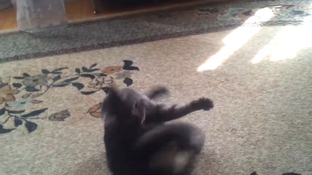 Кошка бегает за своим хвостом)) смотреть онлайн