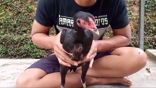CIRI BETINA/BIANG YANG SUPER BAGUS BUAT MATERI TERNAK смотреть онлайн