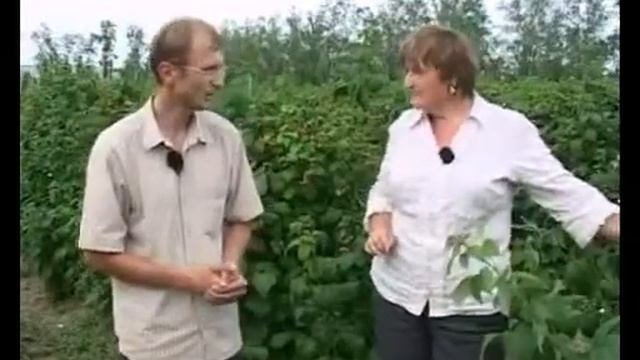 Летние сорта малины однократно плодоносящие) Уход смотреть онлайн