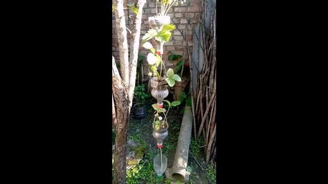 Гирлянда для клубники из пластиковых бутылок. смотреть онлайн