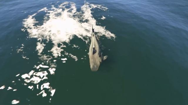 Scary Teacher 3D - Spiderman vs Miss'T Shark Battle in the Sea - tani in trouble - Game Animation смотреть онлайн