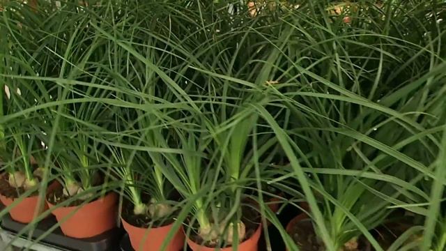 Beaucarnea recurvata - Nolina смотреть онлайн