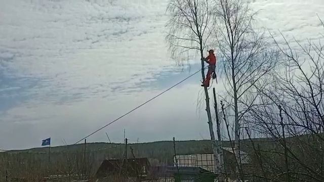 Спил берёзы возле забора смотреть онлайн