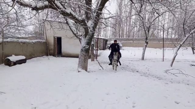 бой рыцарев