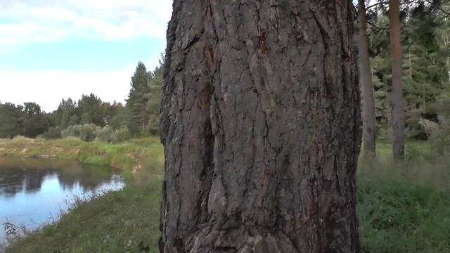 На задворках Максатихи. Река Волчина (Крутой бор). смотреть онлайн