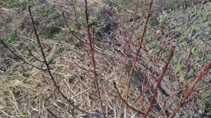 Обзор персиков после зимы. Как уберечь персики от заморозков.