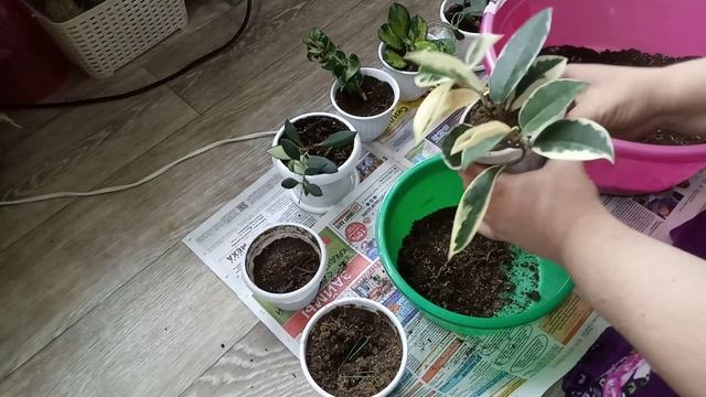 Комнатные Растения. Продолжаю Пересаживать Хойи: Компакту, Лизу, Тсанги и ДР. смотреть онлайн