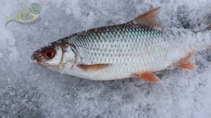 Этот порошок вызывает желание поесть у всей рыбы! Рыба чувствует его за милю! Бетаин для рыбалки