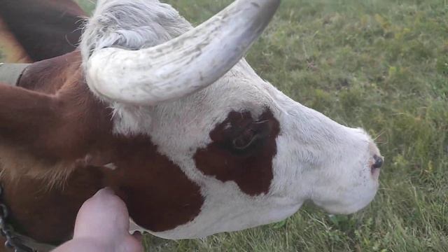 Наша корова.Косим траву мотоблоком.Жизнь в деревне. смотреть онлайн