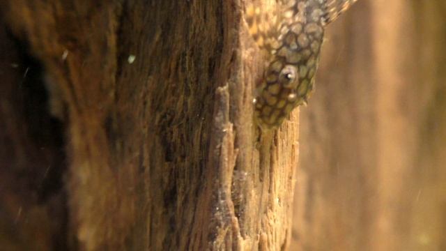 Ancistrus Wabenmuster (Медовые соты)