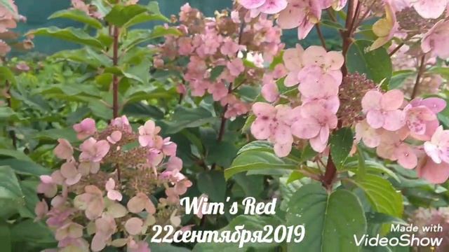 22сентября2019 Высокорослая Метельчатая Гортензия Wim's Red✌️? смотреть онлайн