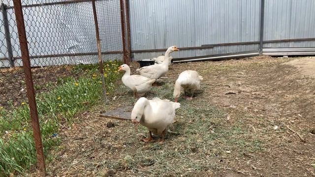 Пополнение в хозяйстве, Новый Гусак породы Линда. поменял Гусыню на Гусака) смотреть онлайн
