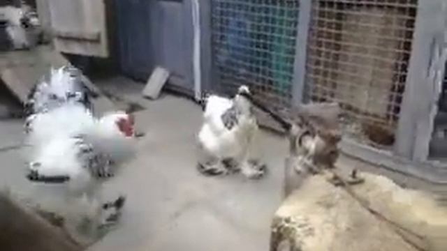 брама светлая беркун юрий смотреть онлайн