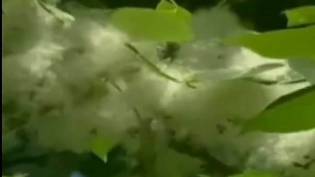 Песни нашего двора Тополя ене