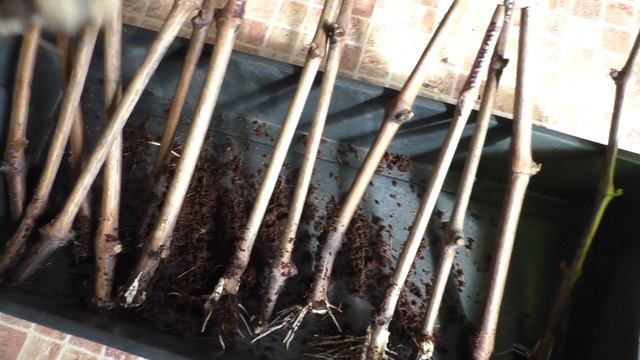 Виноград. Укоренение 2021. Промежуточный результат. смотреть онлайн