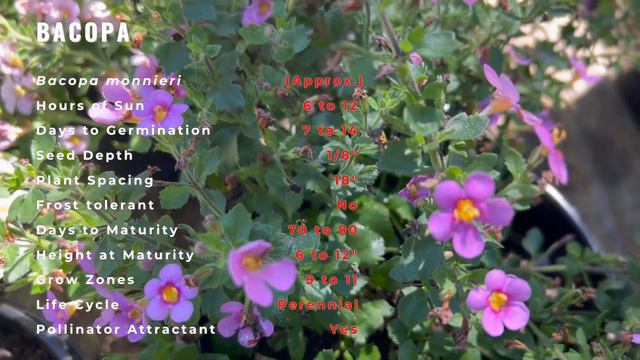 Everything You Wanted to Know About BACOPA! (Bacopa monnieri) 'Water Hyssop' or 'Brahmi' смотреть онлайн