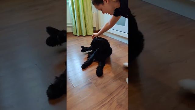 как научить собаку. #short #дрессировка #собака #передержка #кинолог #гостиница #doghouse смотреть онлайн