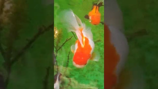 Tosakin oranda black moor Ryukin red cap oranda goldfish смотреть онлайн