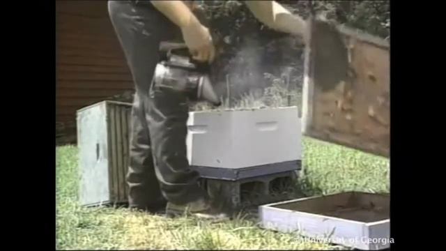 Как работать с зимовалыми семьями? Пчелосемьи после зимы. Пасека на второй год жизни (США)