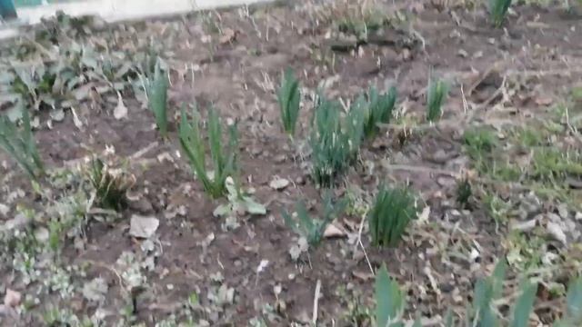 Весенние цветы смотреть онлайн