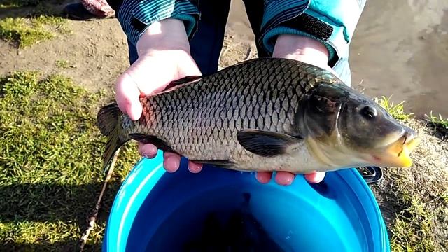 Киров. Рыбаки организовали зарыбление озера Русское на Учхозе.