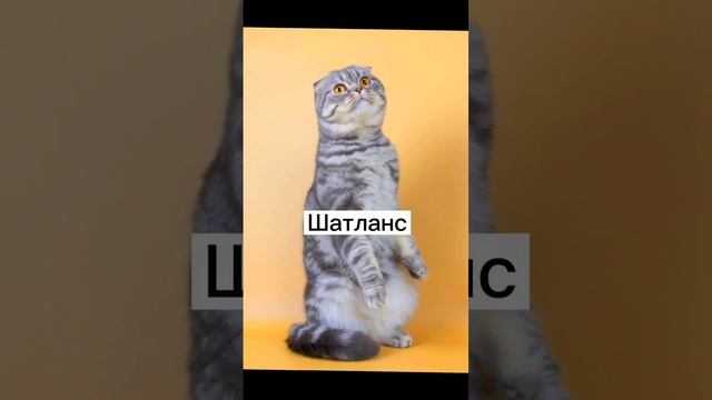 Лучшие породы кошек и котов. смотреть онлайн