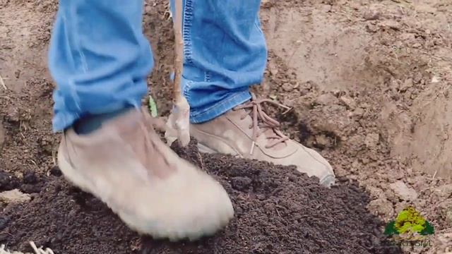 Правильная посадка саженцев весной смотреть онлайн