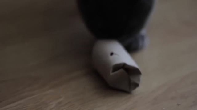 How to Make Your CAT LOVE You? ? (4 Tips to Improve Your Bond) смотреть онлайн