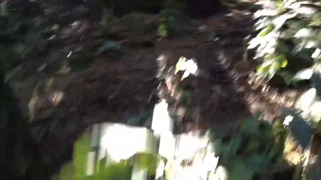 Entrando. Al bosque смотреть онлайн