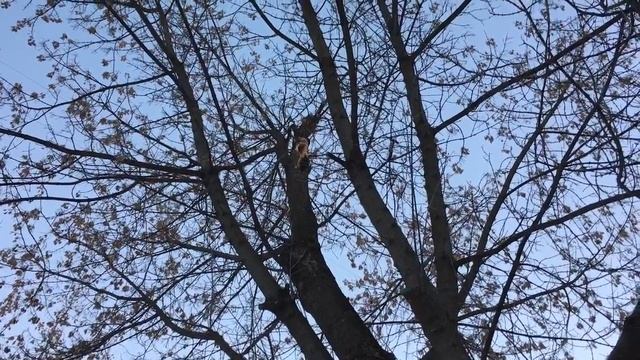 Королевский дятел в Москве смотреть онлайн