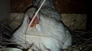 Инкубаторская курочка села на яйца. Часть 1