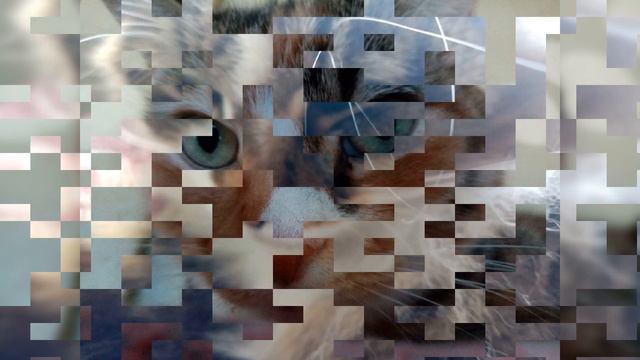 С днём домашних животных!Наши обожаемые коты !!!#авторы кошачья семья #тамараушакова # смотреть онлайн