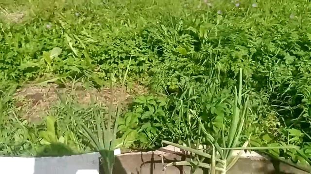 лук Аилса Грейг по сравнению с Ялтинским.