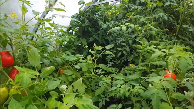 Fall Garden Tour - Pomskie Puppy update смотреть онлайн