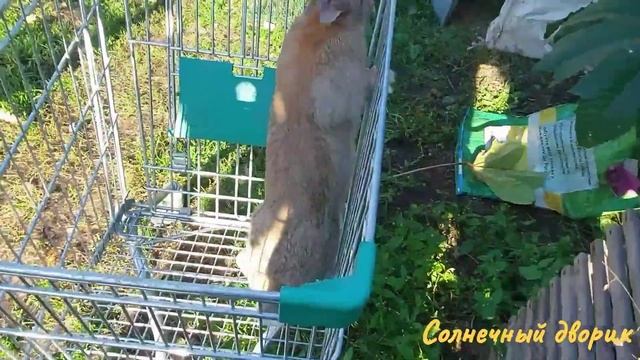 Кролики великаны ! Вид и вес кроликов от Фландра в 3 месяца. Эксперимент, держим до 4 месяцев смотреть онлайн