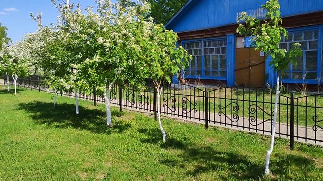 Яблони цветут смотреть онлайн