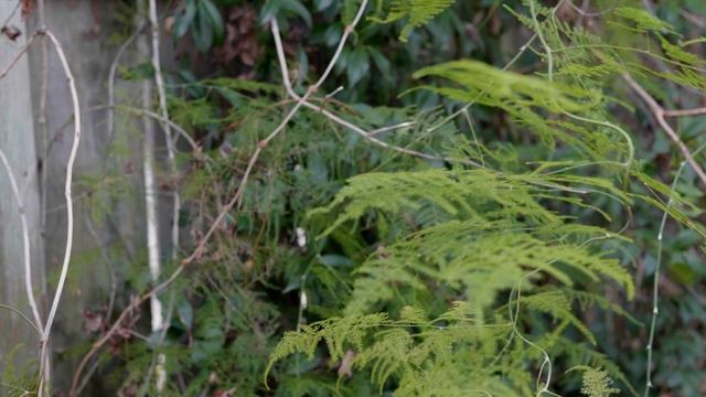 Sigma 35mm F1.4 L Mount Sample Footage 4k - Panasonic S1 смотреть онлайн