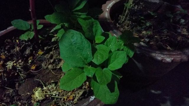 Coolpad Cool 1 (LeEco Cool 1) Camera Quality смотреть онлайн